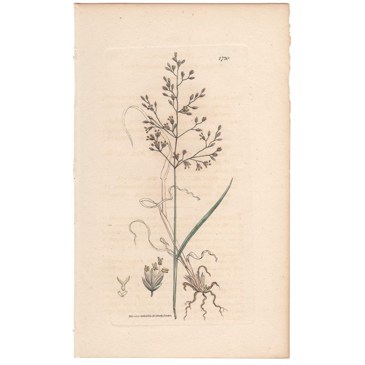 Sowerby Botany Plate 1720 Slender Glaucous Meadow-grass