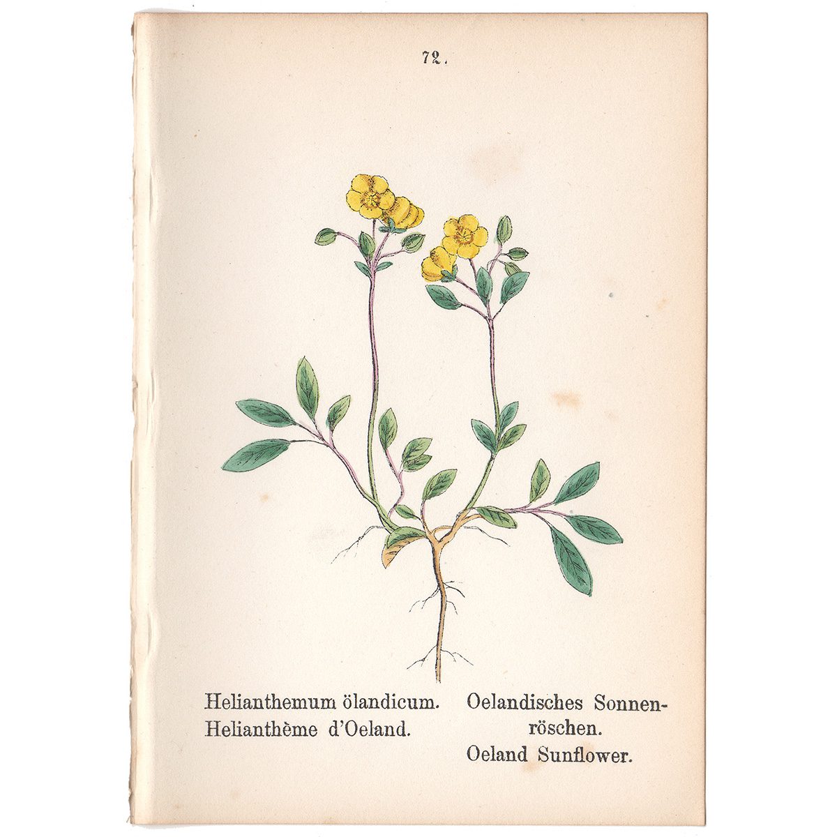 Weber Alpine Plants Plate 72 Oeland Sunflower