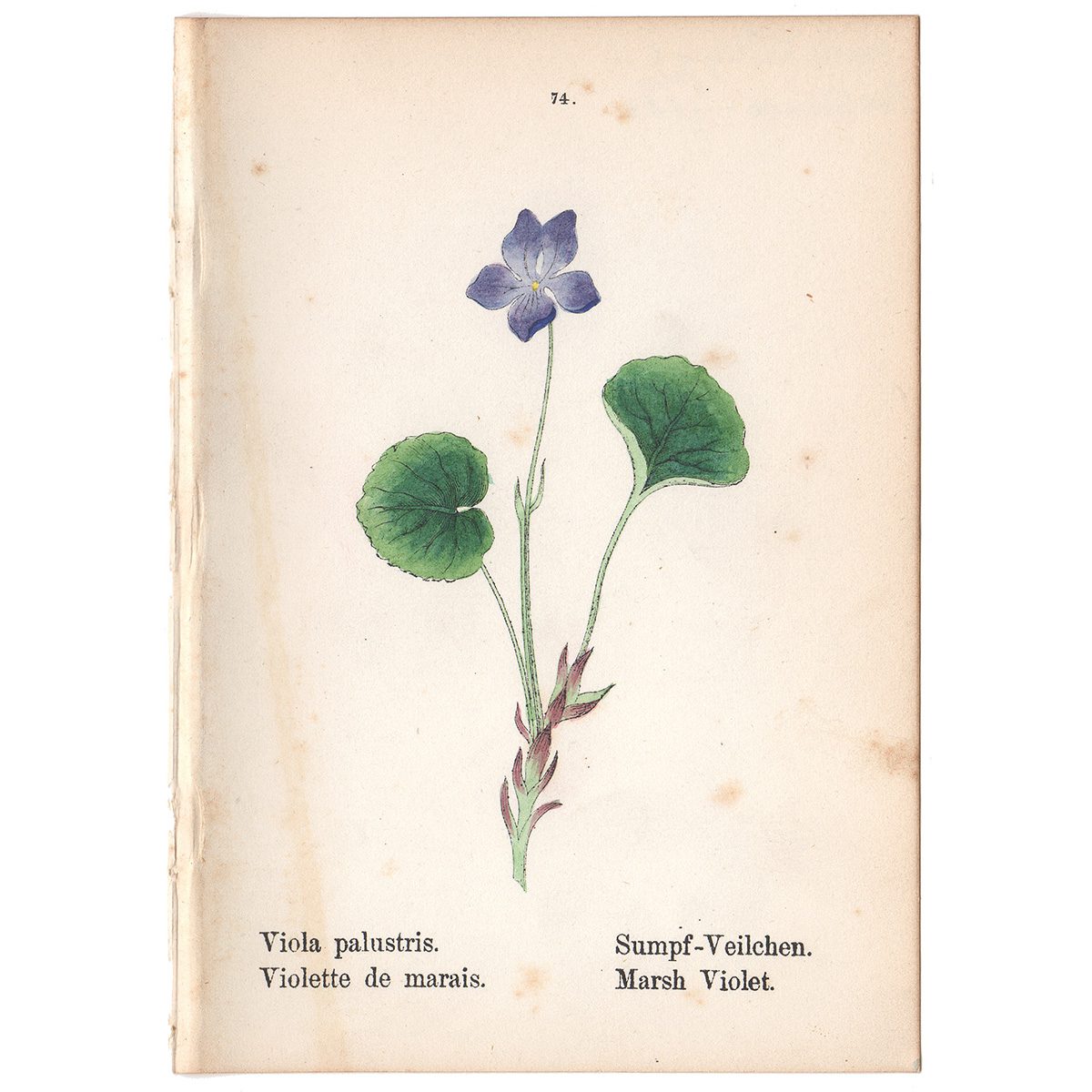 Weber Alpine Plants Plate 74 Marsh Violet