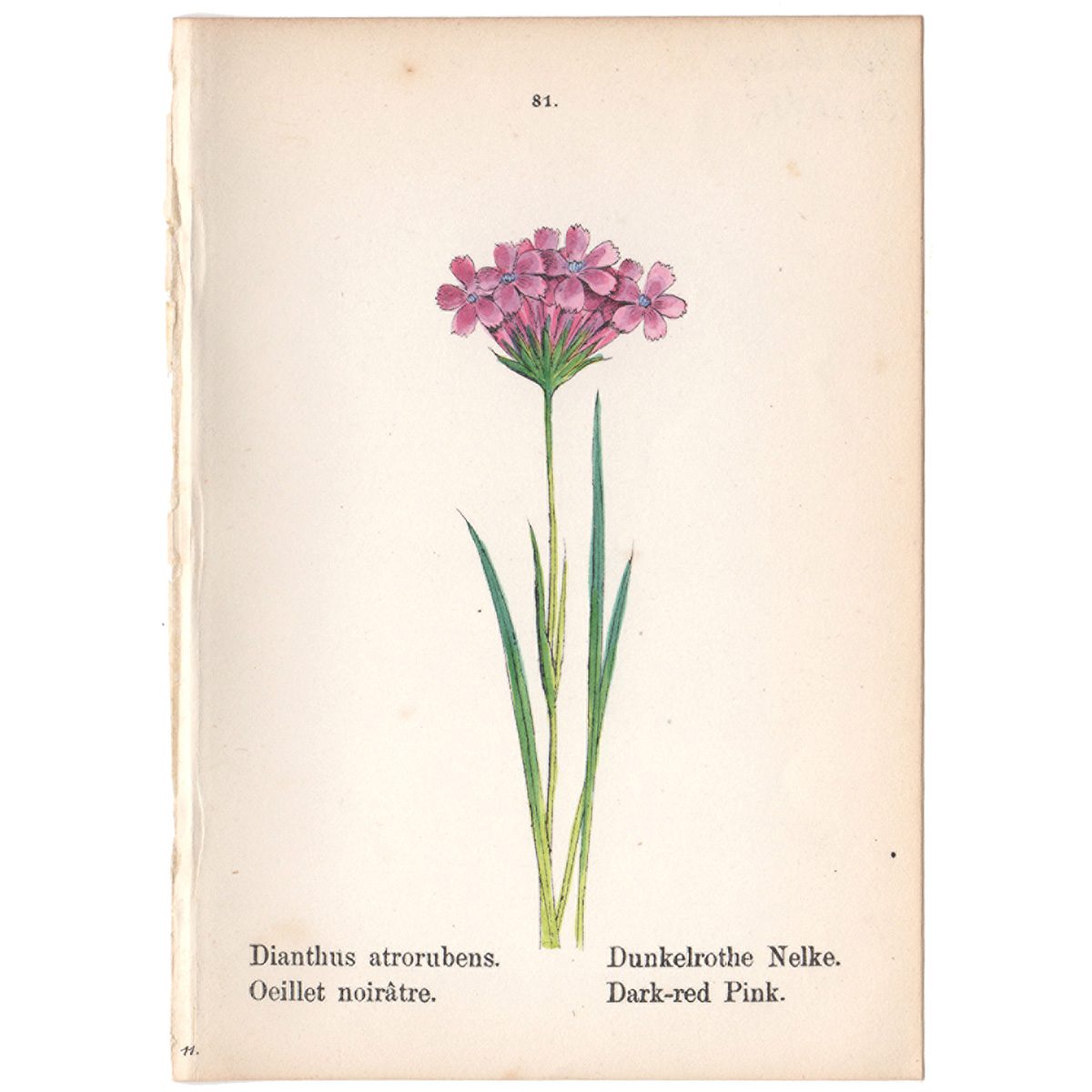 Weber Alpine Plants Plate 81 Dark-red Pink