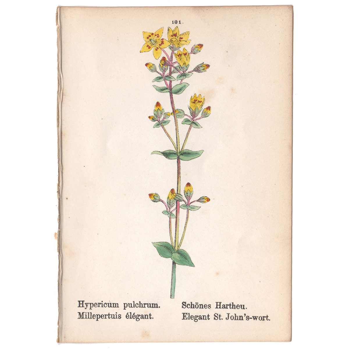 Weber Alpine Plants Plate 101 Elegant St. John's-wort