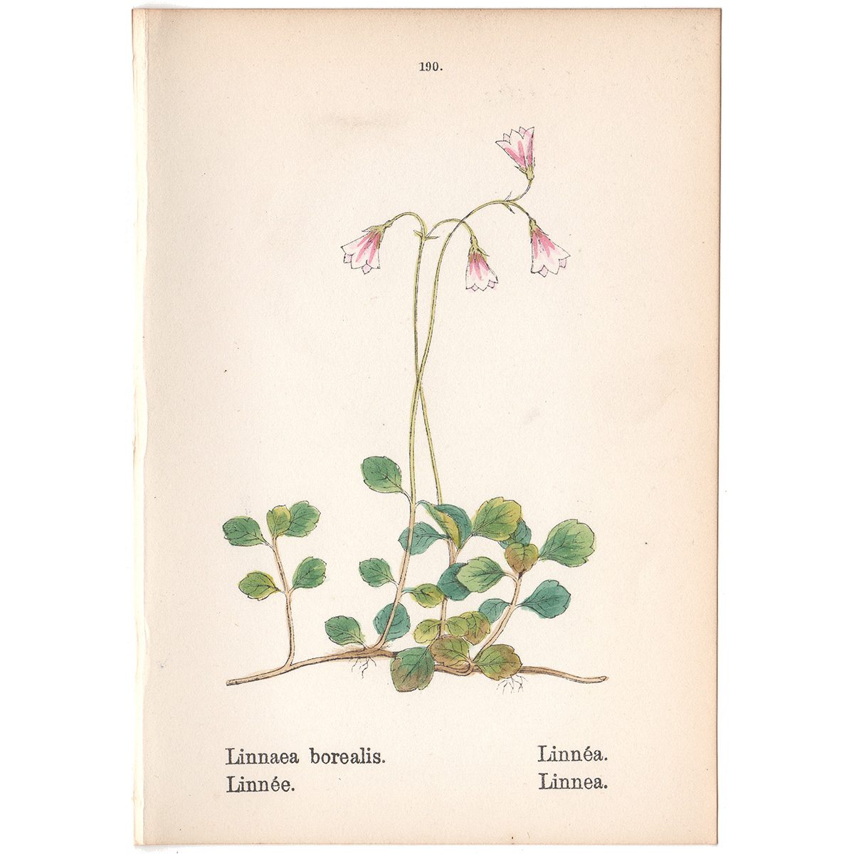 Weber Alpine Plants Plate 190 Linnea