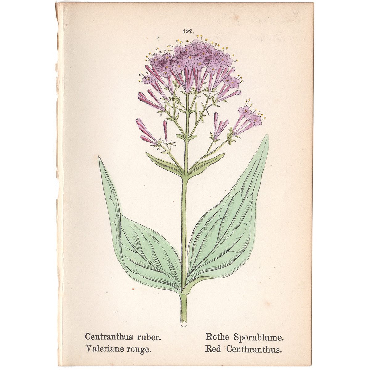 Weber Alpine Plants Plate 192 Red Centhranthus