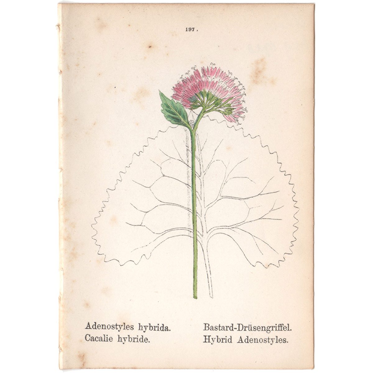 Weber Alpine Plants Plate 197 Hybrid Adenostyles