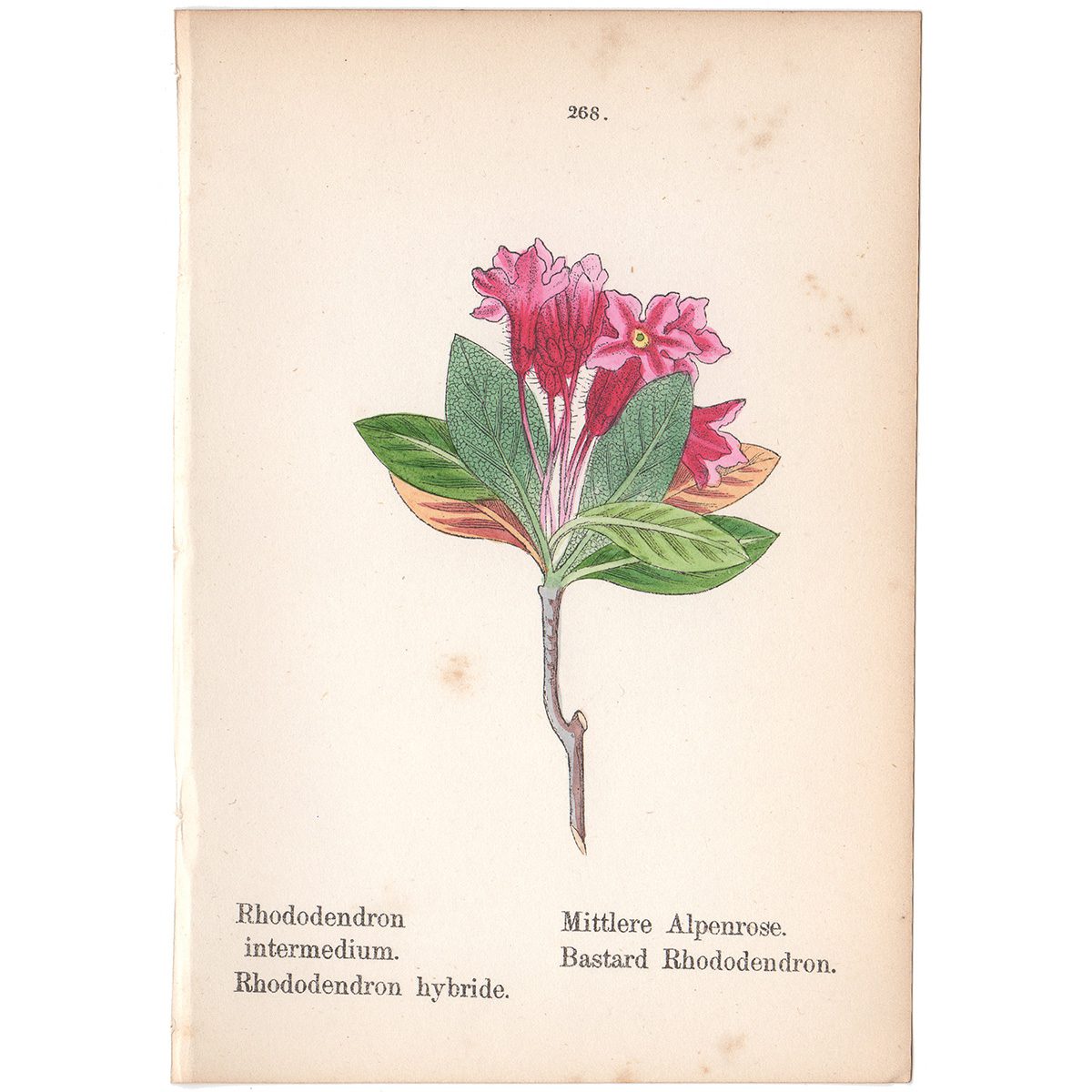 Weber Alpine Plants Plate 268 Bastard Rhododendron