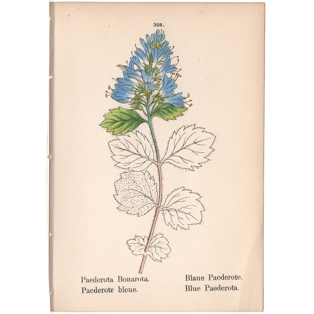 Weber Alpine Plants Plate 308 Blue Paederota