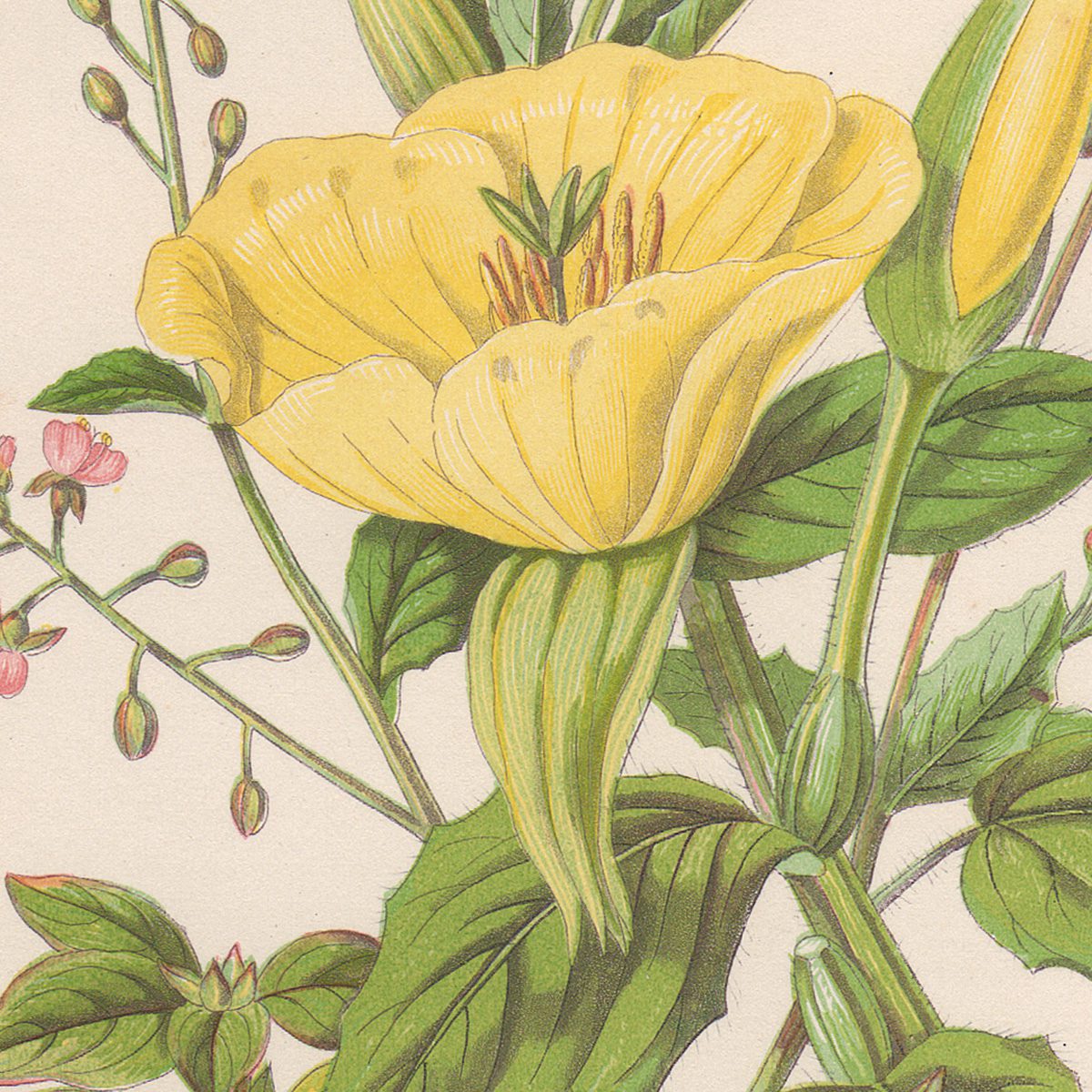 Anne Pratt Plate 75 Primrose, Isnardia, Enchanter's Nightshade - Image 2