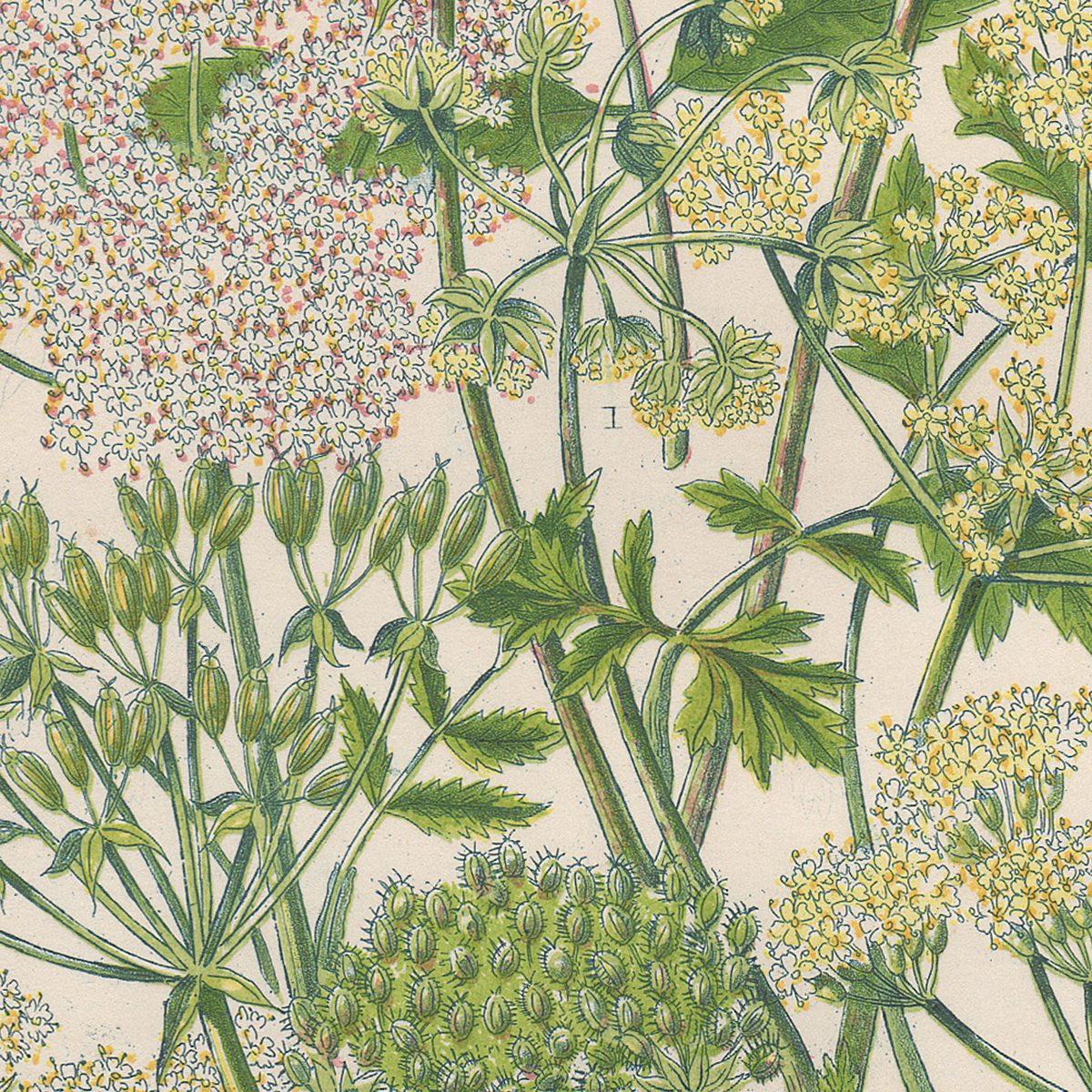 Anne Pratt Plate 93 Chervil, Cicely, Carrot - Image 2