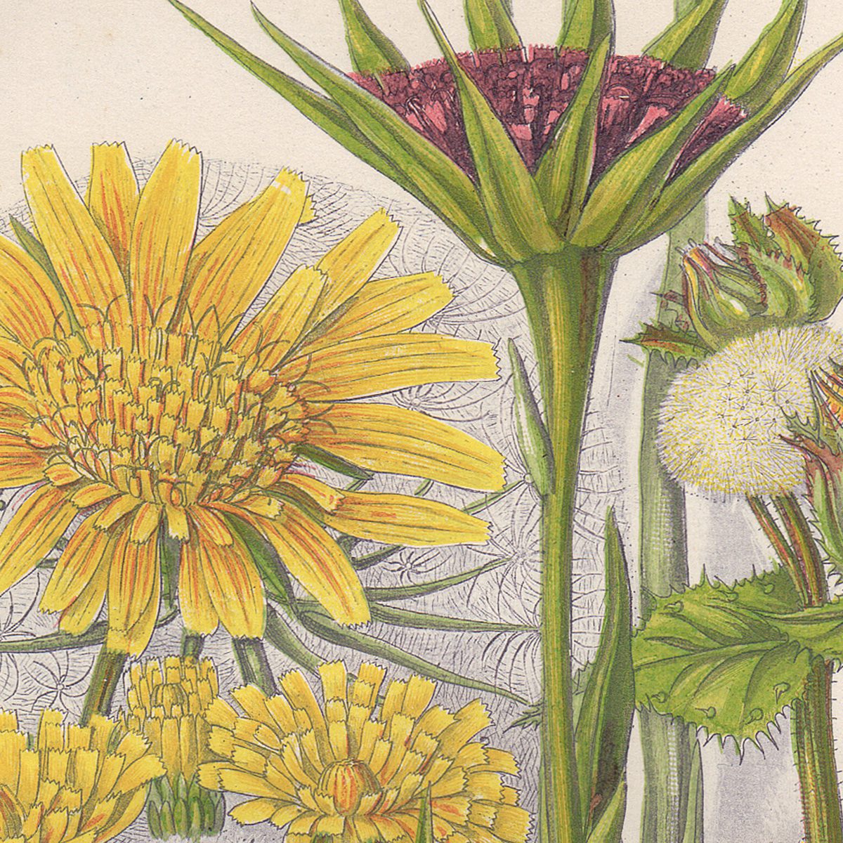 Anne Pratt Plate 106 Goat's Beard, Ox-Tongue, Picris - Image 2