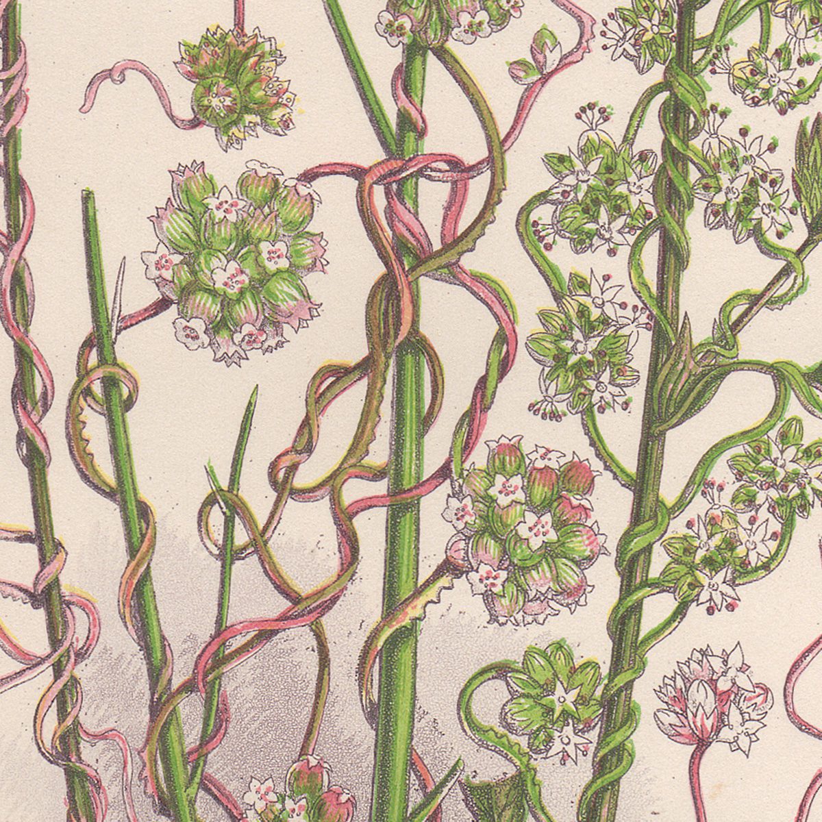 Anne Pratt Plate 141 Dodder - Image 2