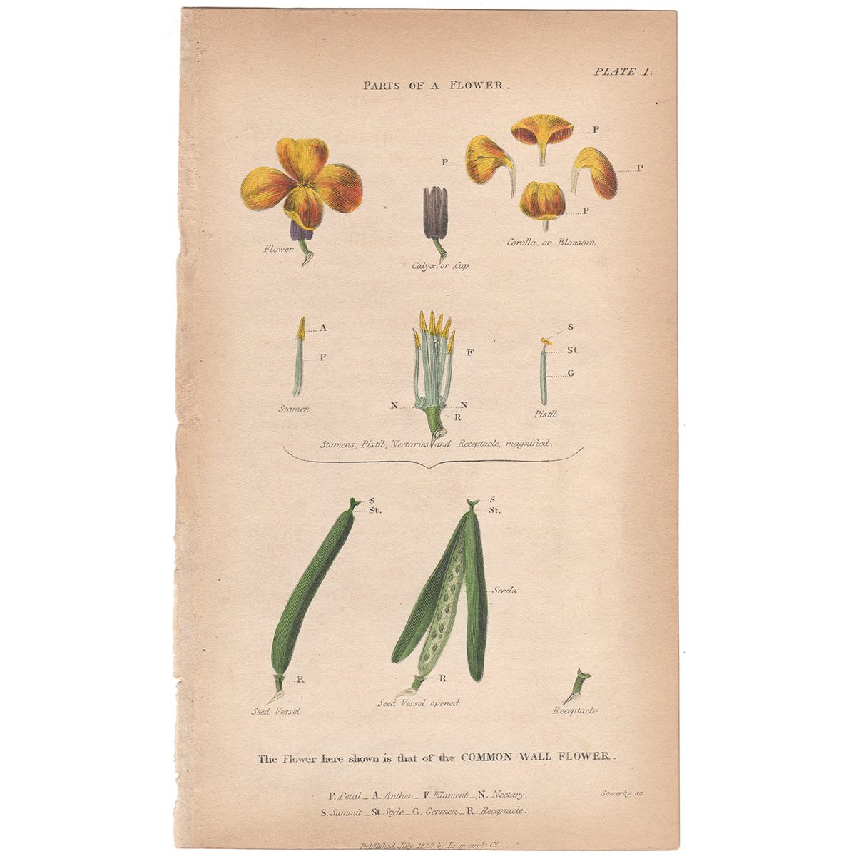 Sowerby Conversations Plate 1 Parts of a Flower