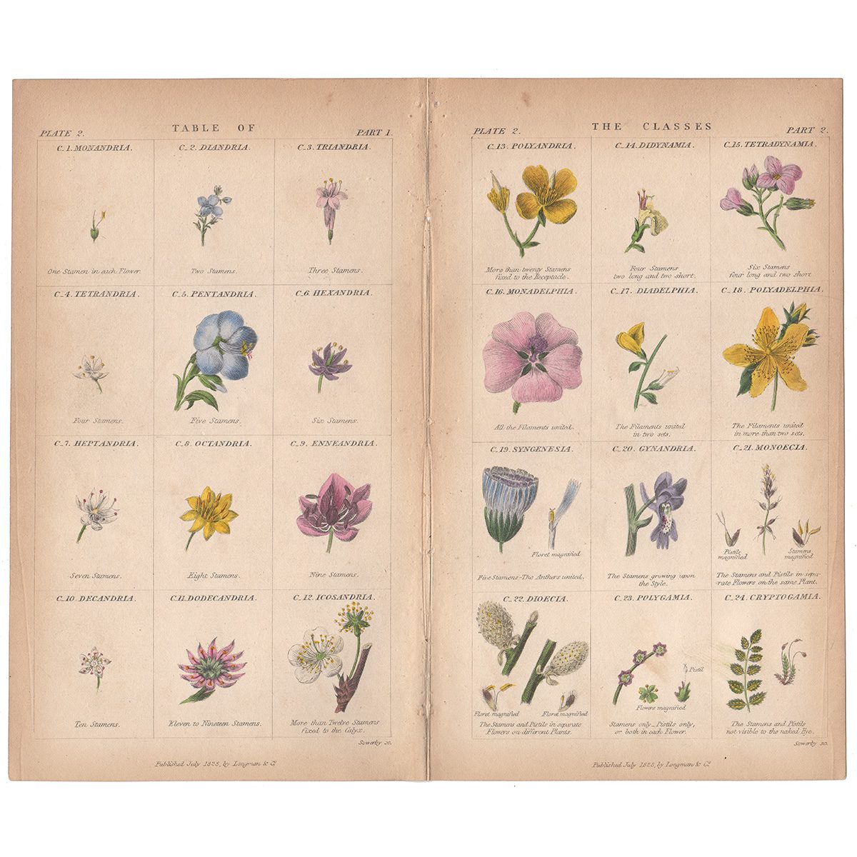 Sowerby Conversations Plate 2 Table of Flower Classes