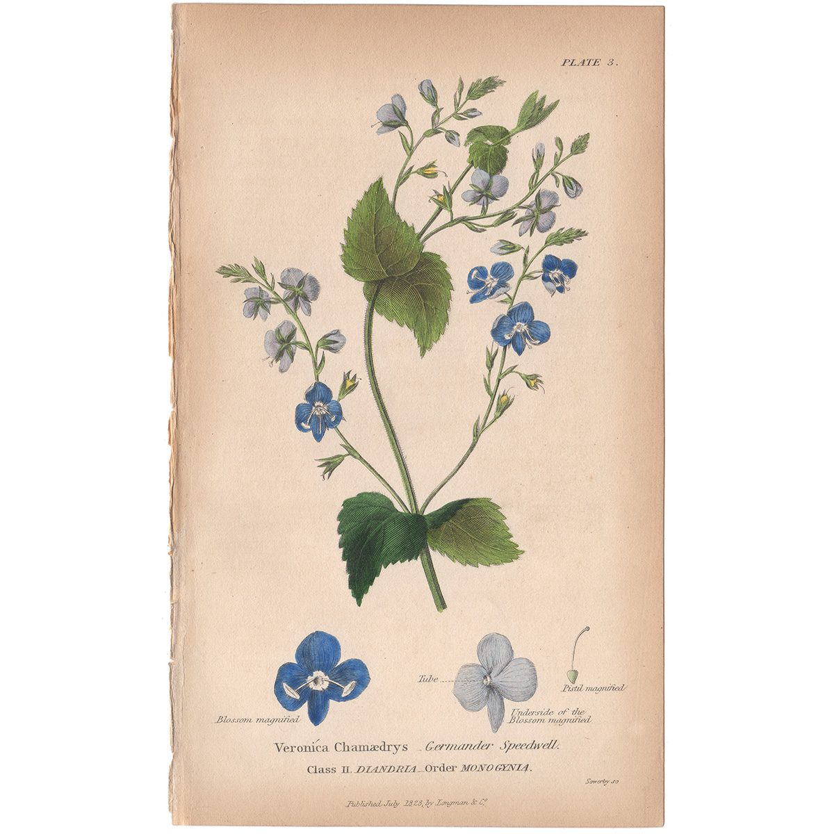 Sowerby Conversations Plate 3 Germander Speedwell