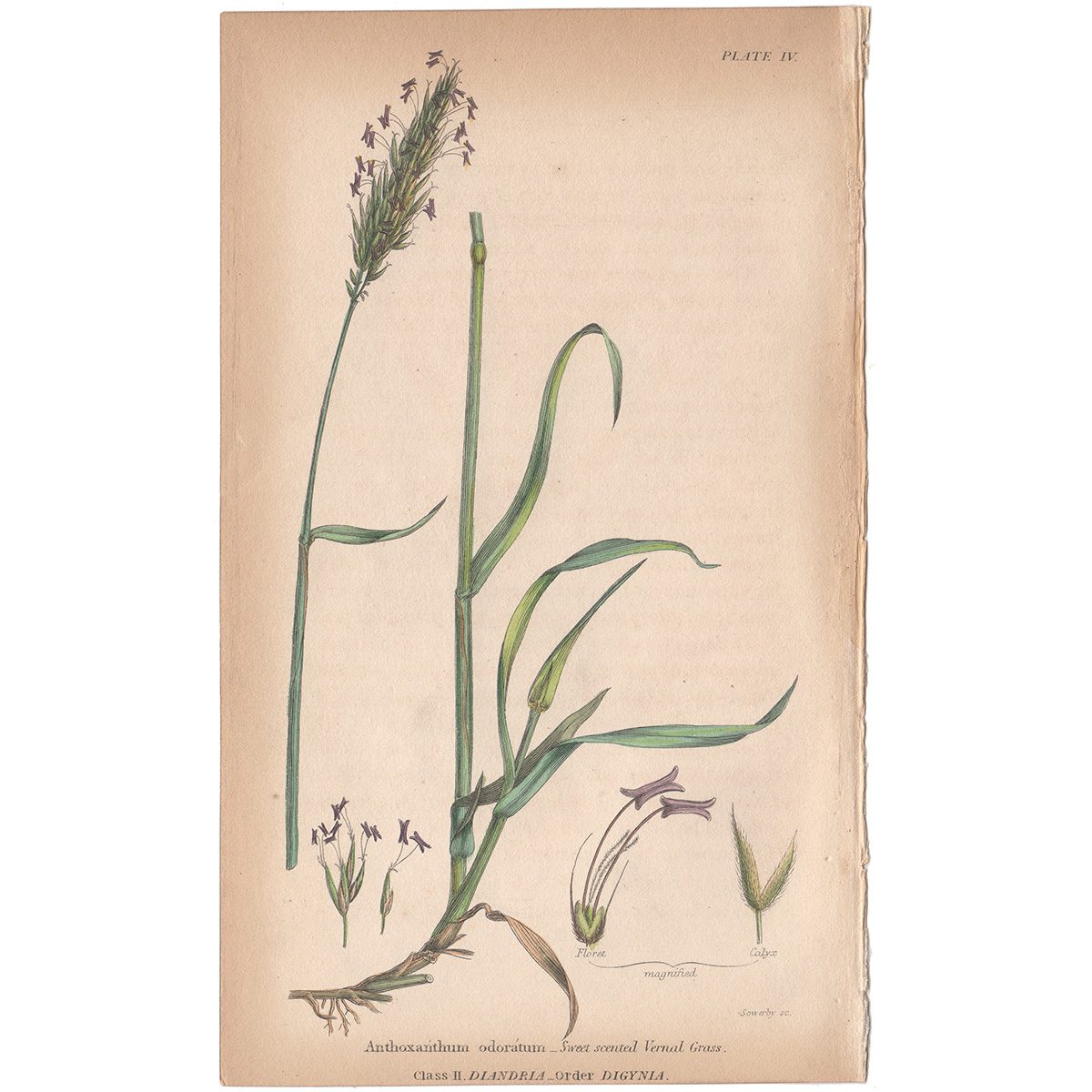 Sowerby Conversations Plate 4 Sweet-scented Vernal Grass