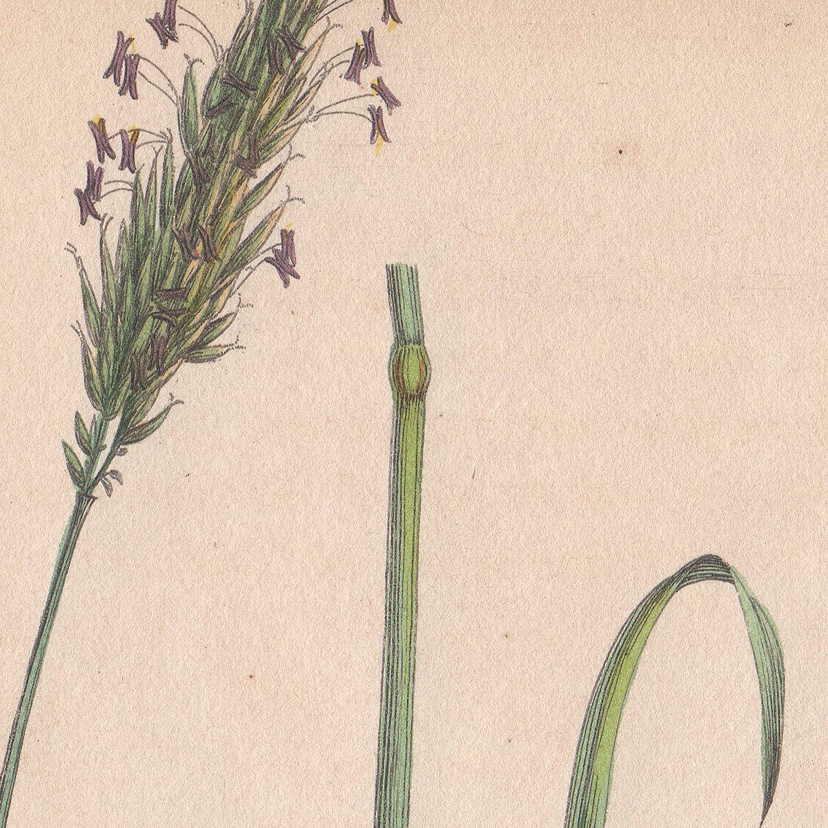 Sowerby Conversations on Botany