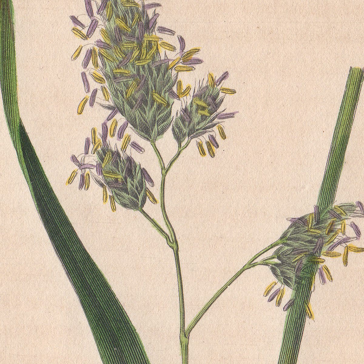 Sowerby Conversations on Botany