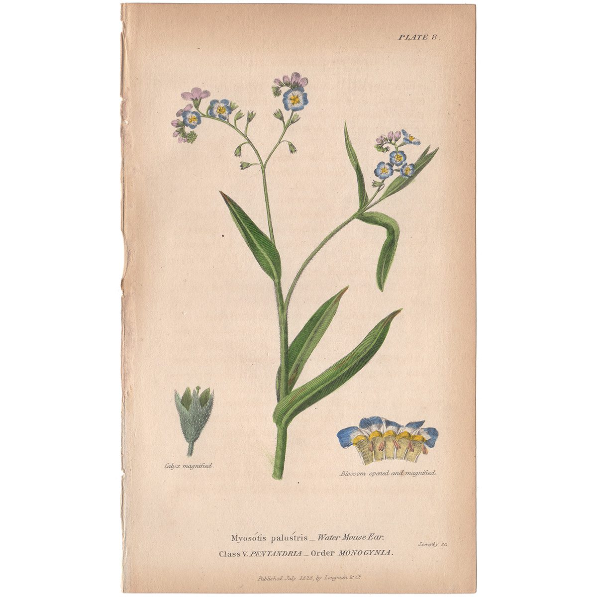 Sowerby Conversations Plate 8 Water Mouse-ear