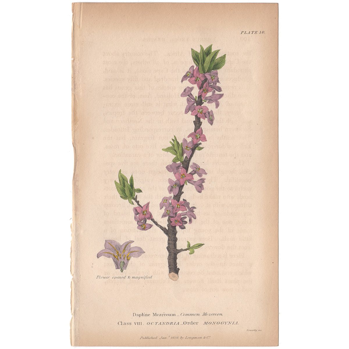 Sowerby Conversations Plate 10 Common Mezereon