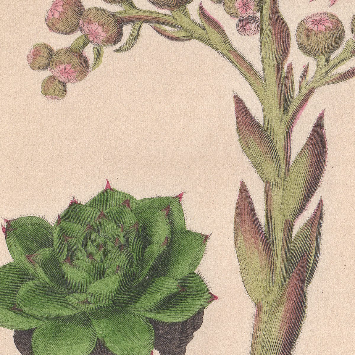 Sowerby Conversations on Botany