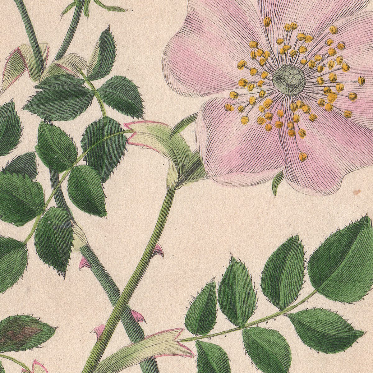 Sowerby Conversations Plate 14 Dog-rose - Image 2