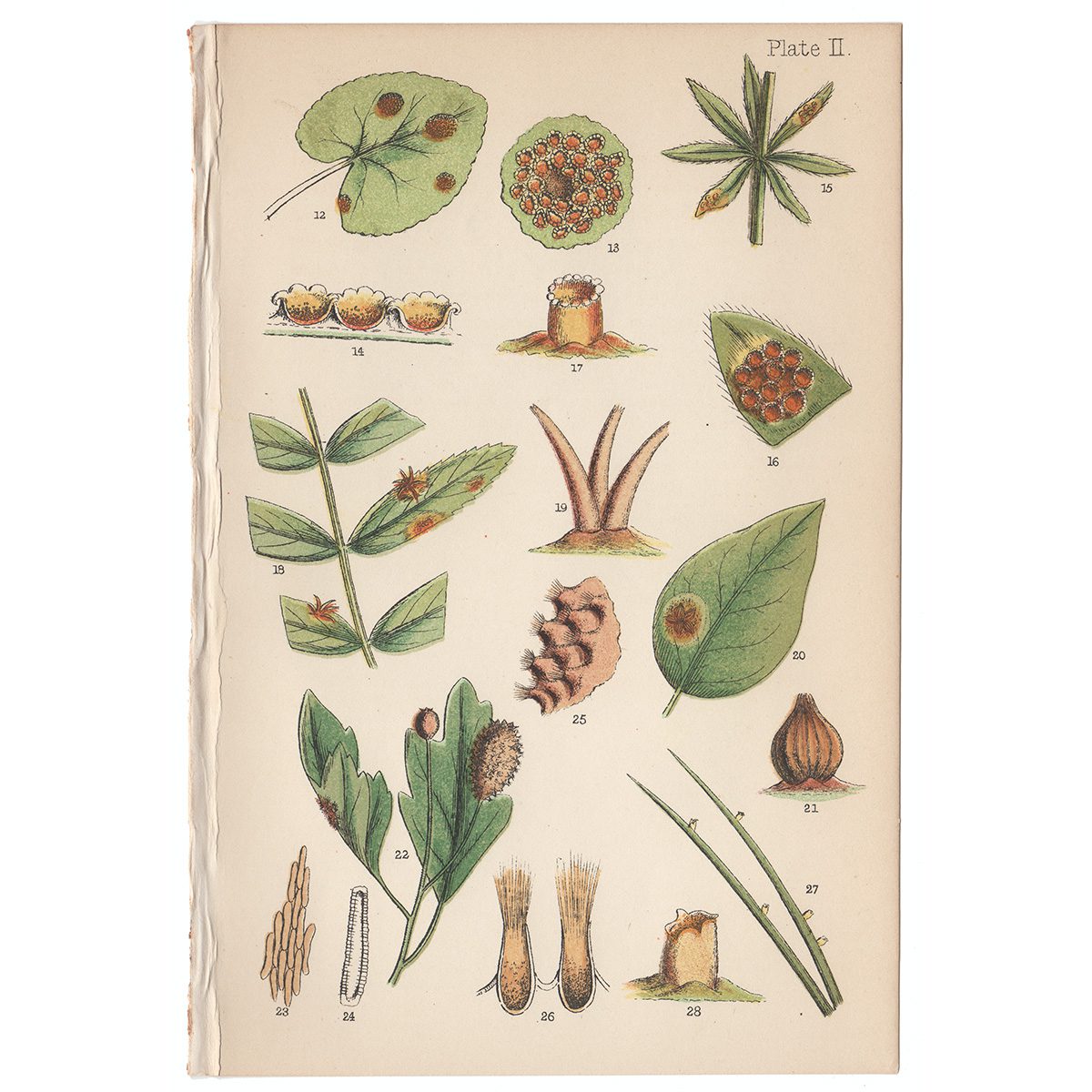 Cooke Microscopic Fungi Plate 2