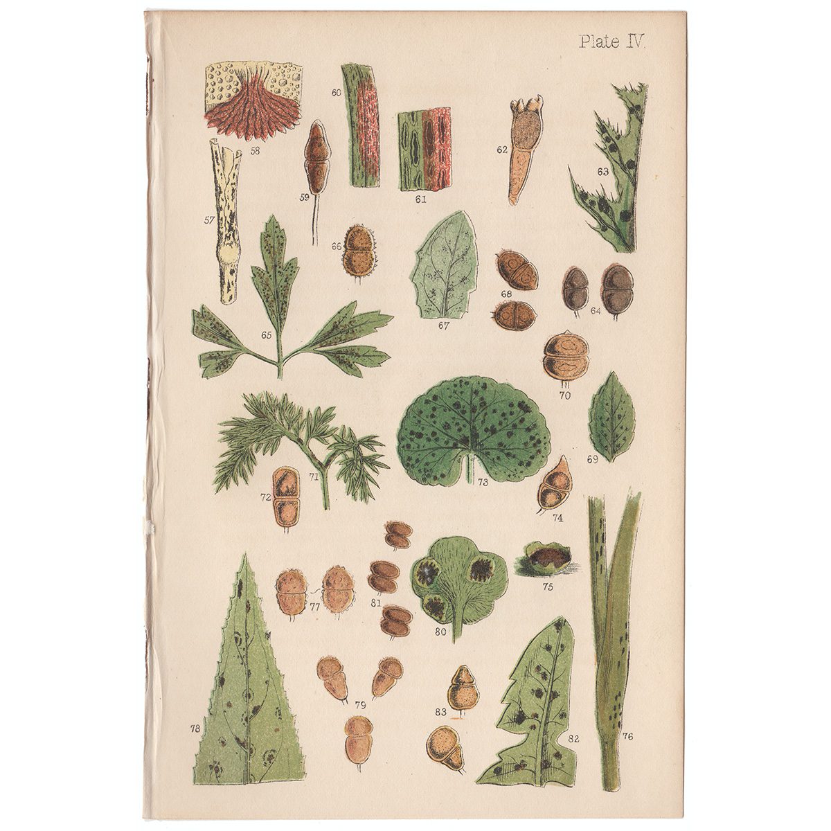 Cooke Microscopic Fungi Plate 4