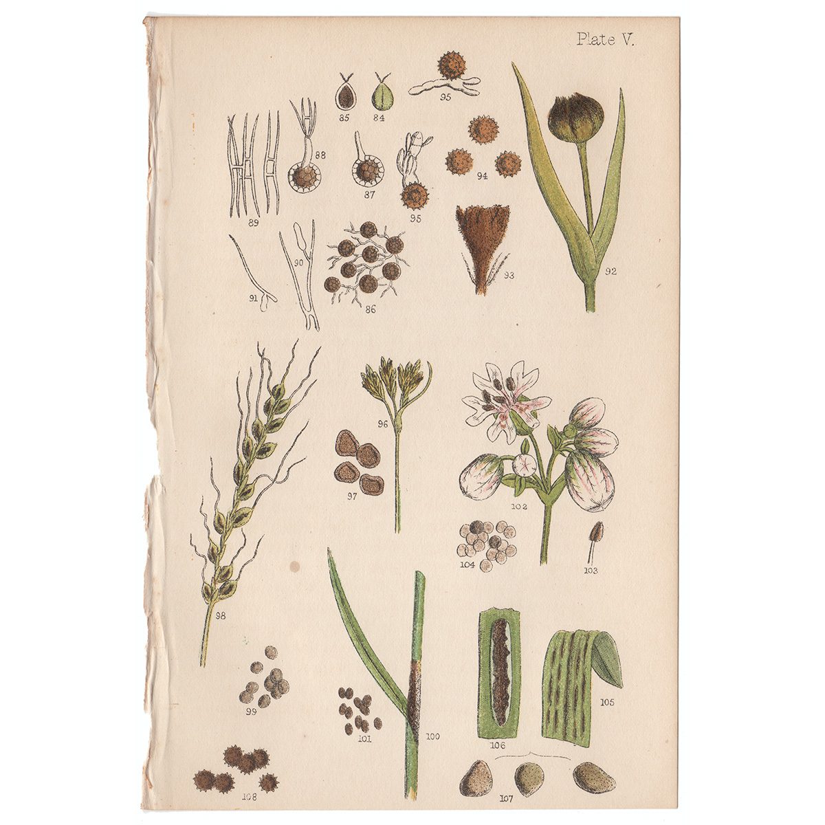 Cooke Microscopic Fungi Plate 5