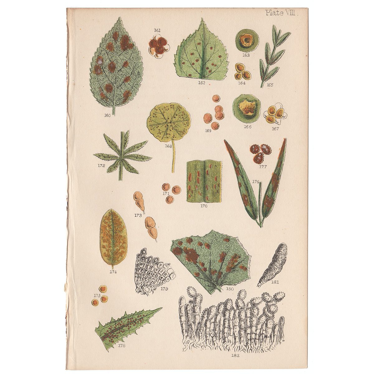 Cooke Microscopic Fungi Plate 8