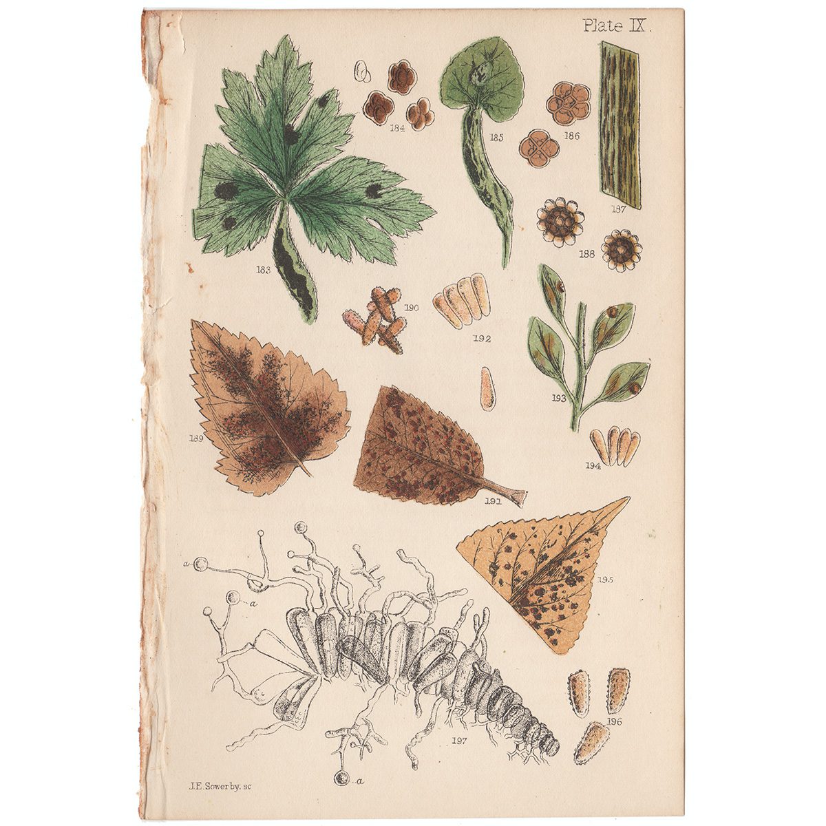 Cooke Microscopic Fungi Plate 9