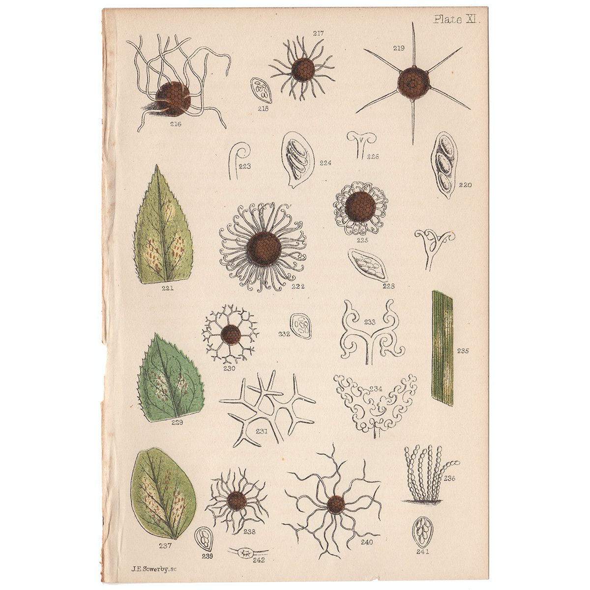 Cooke Microscopic Fungi Plate 11