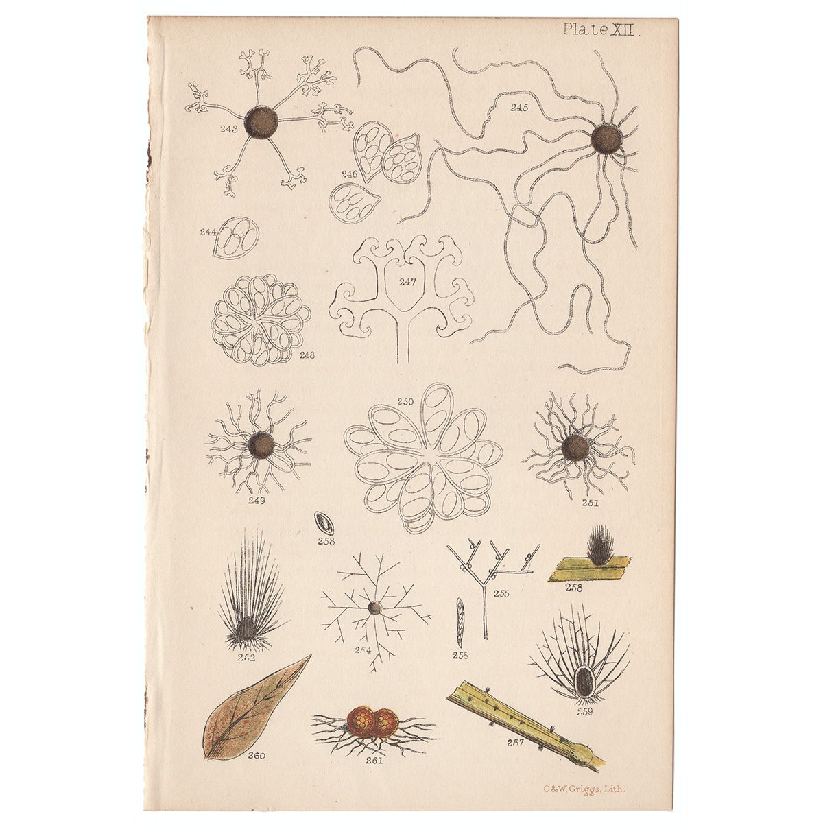 Cooke Microscopic Fungi Plate 12