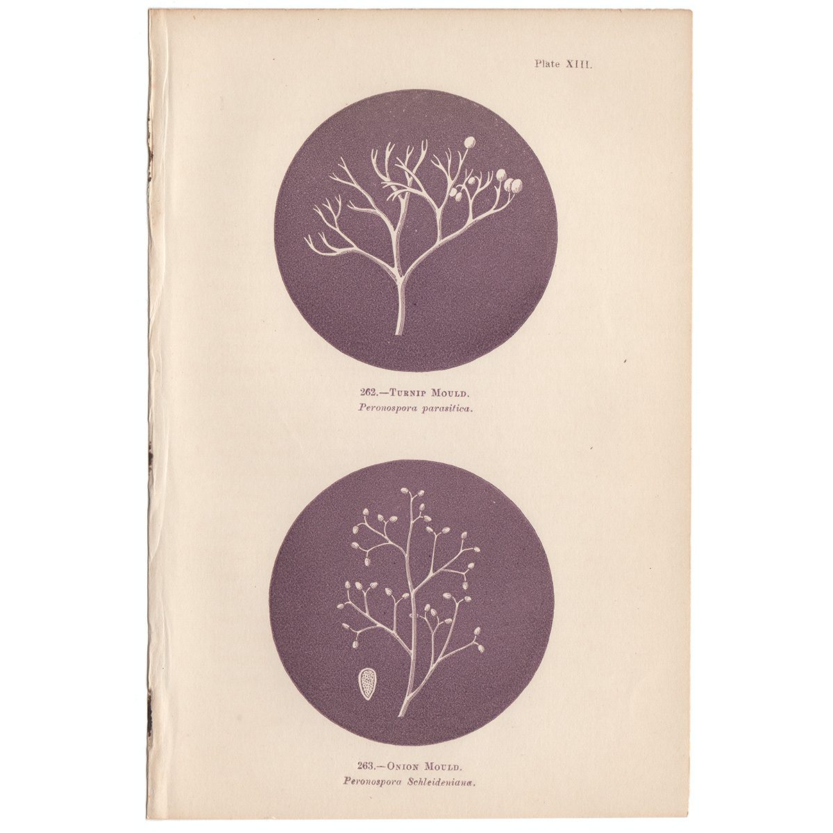 Cooke Microscopic Fungi Plate 13