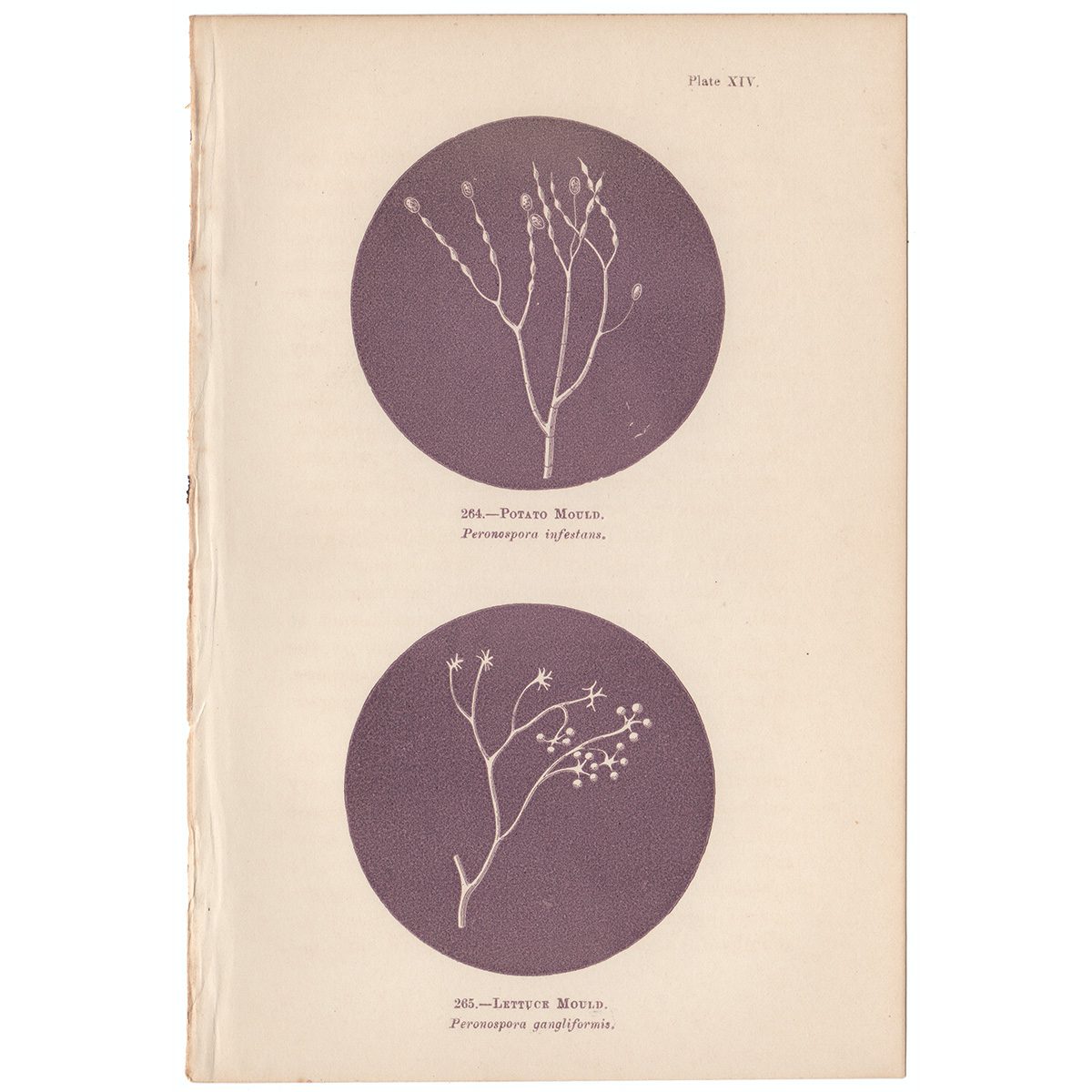 Cooke Microscopic Fungi Plate 14