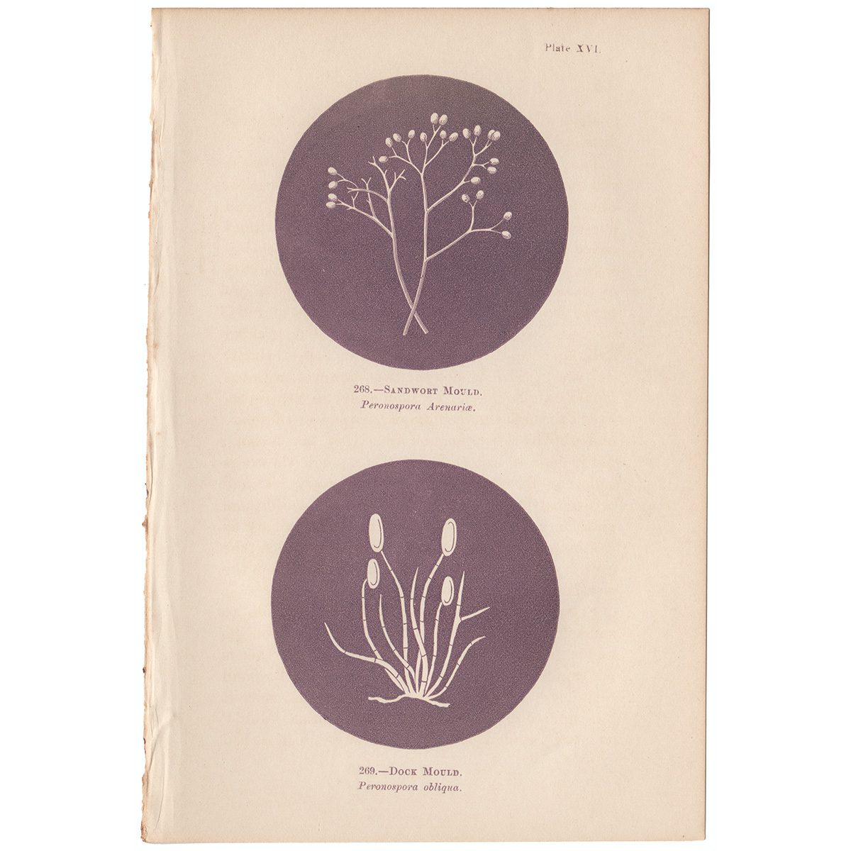 Cooke Microscopic Fungi Plate 16