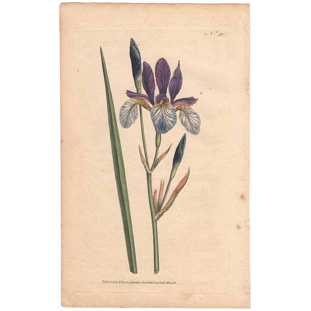 Curtis Plate 50 Siberian Iris