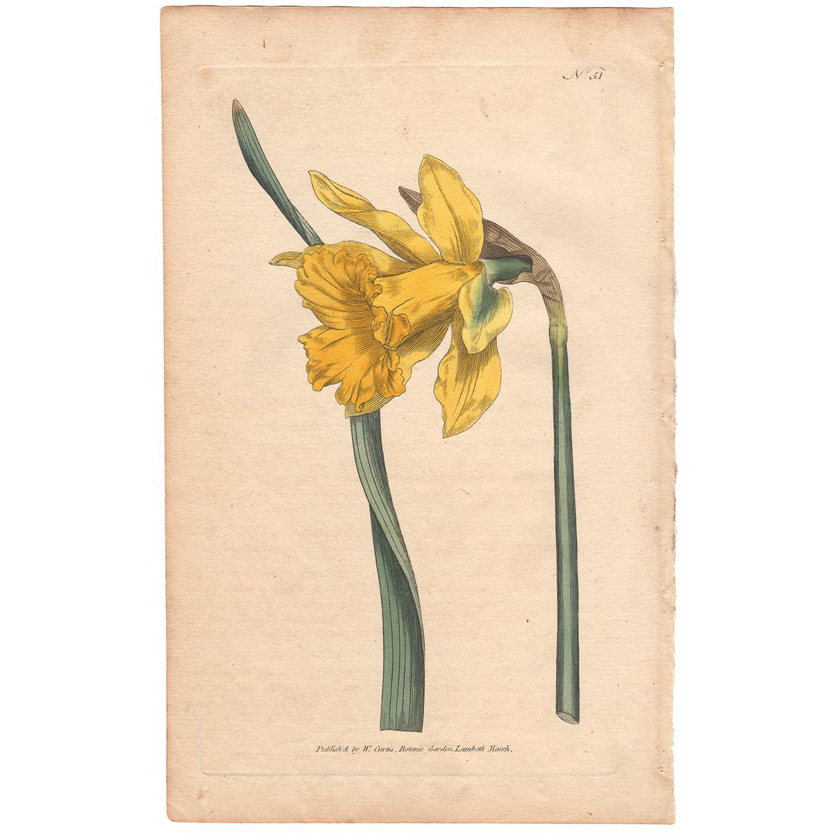 Curtis Plate 51 Great Daffodil