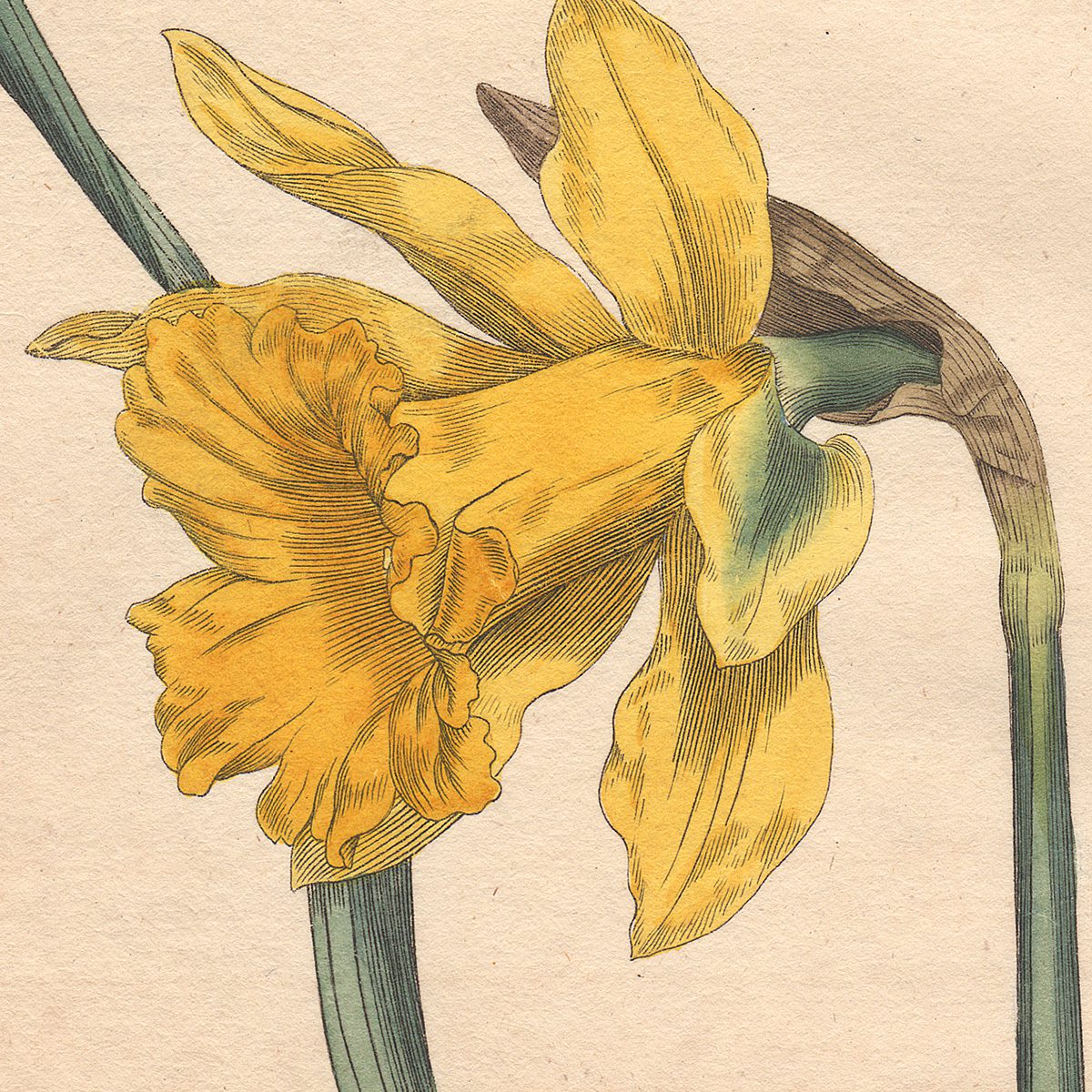 Curtis Botanical Magazine hand-colored engraving