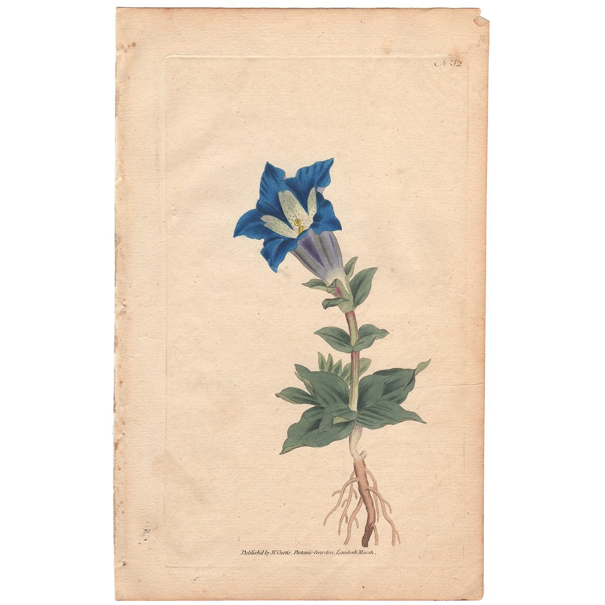 Curtis Plate 52 Large-Flowered Gentian, or Gentianella