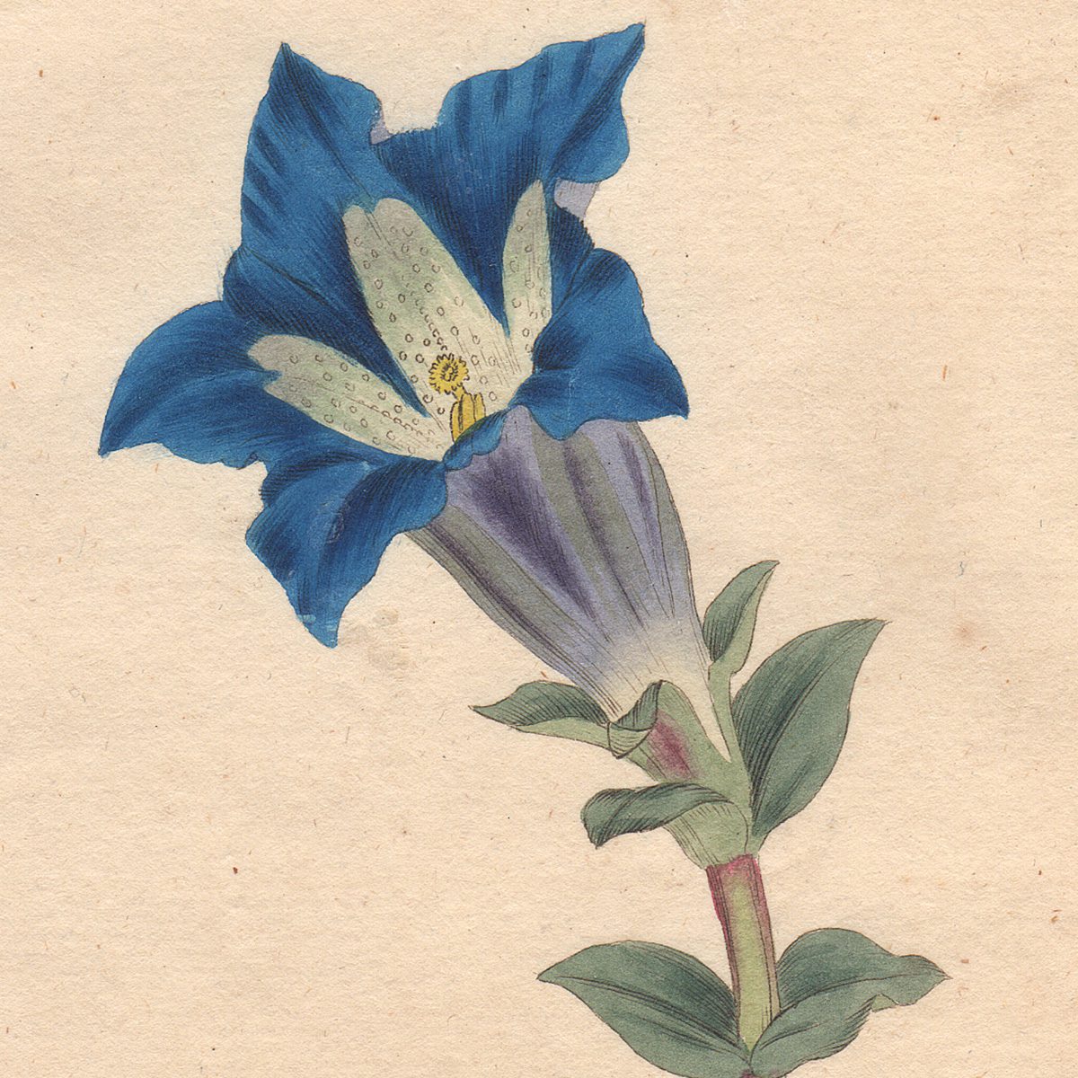 Curtis Botanical Magazine hand-colored engraving