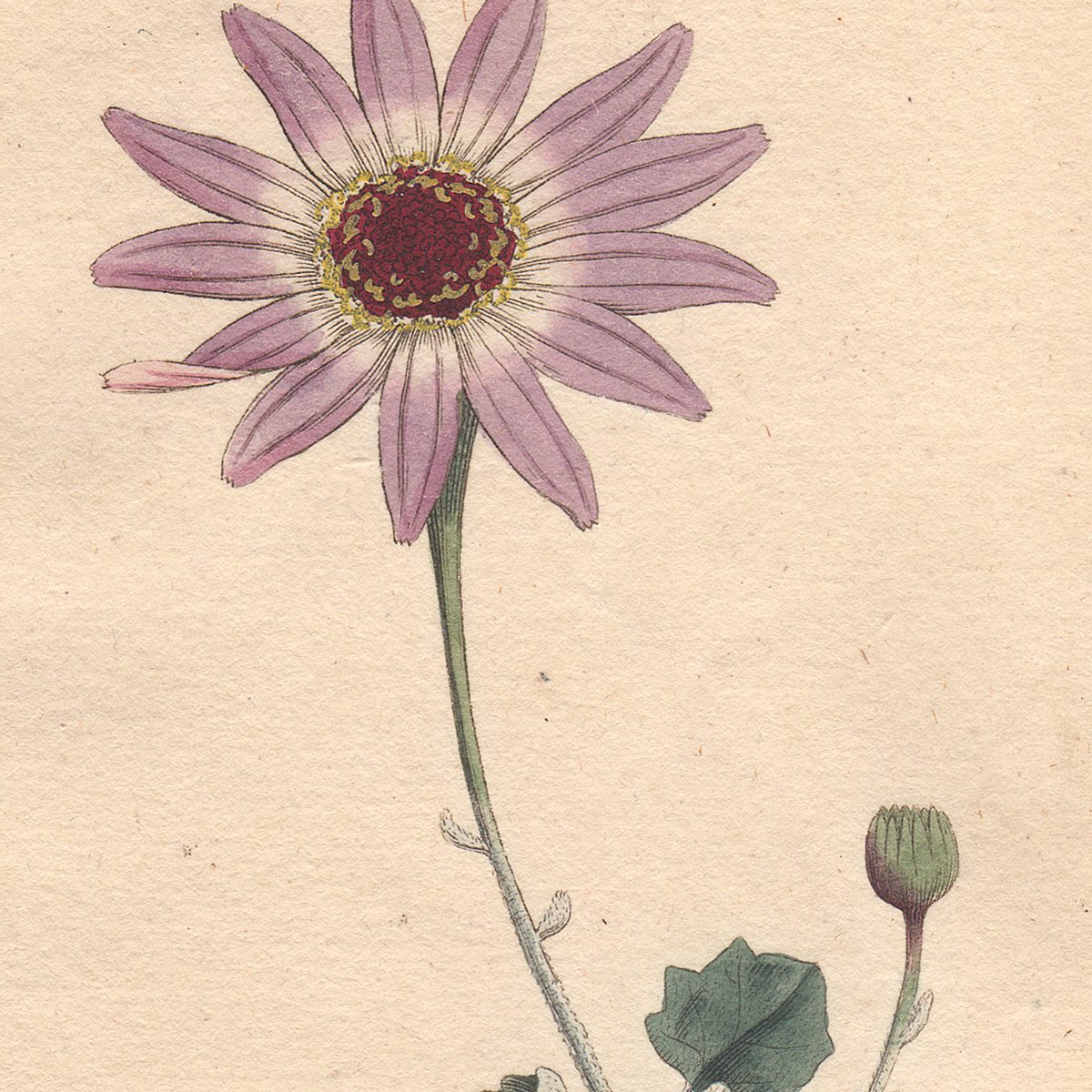 Curtis Botanical Magazine hand-colored engraving