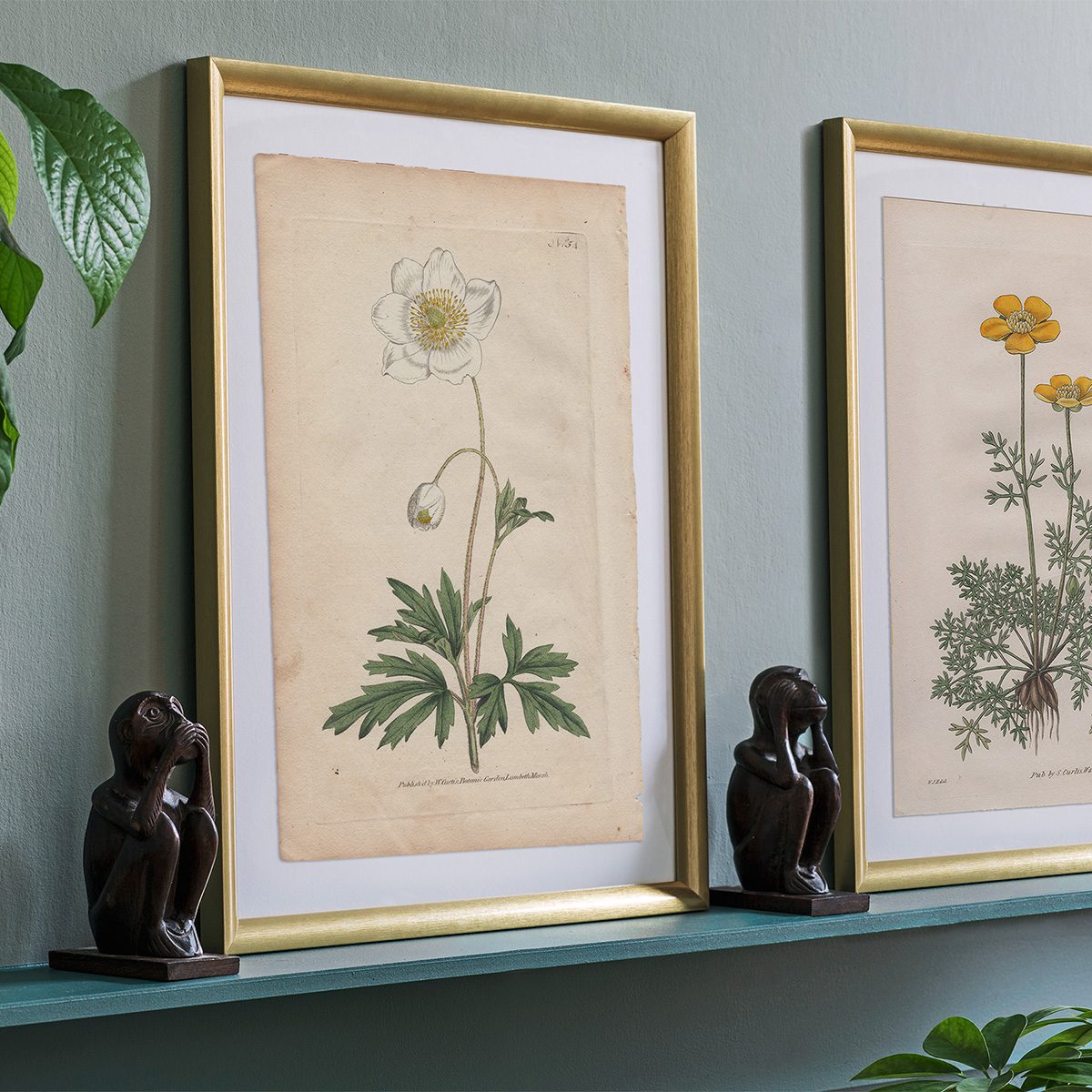 Original antique hand-colored engraving botanical print from Curtis’s Botanical Magazine; or Flower-Garden Displayed.