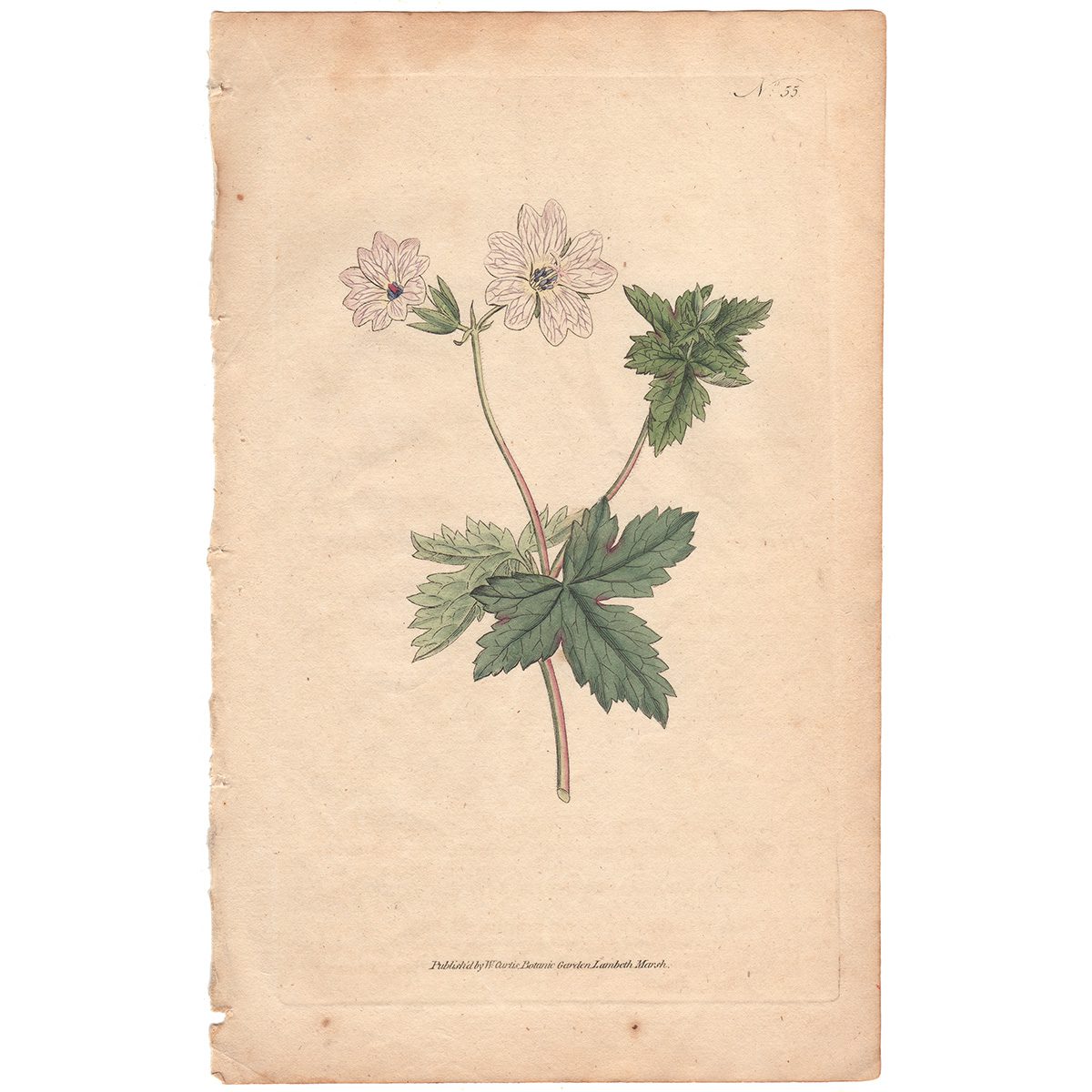 Curtis Plate 55 Striped Geranium
