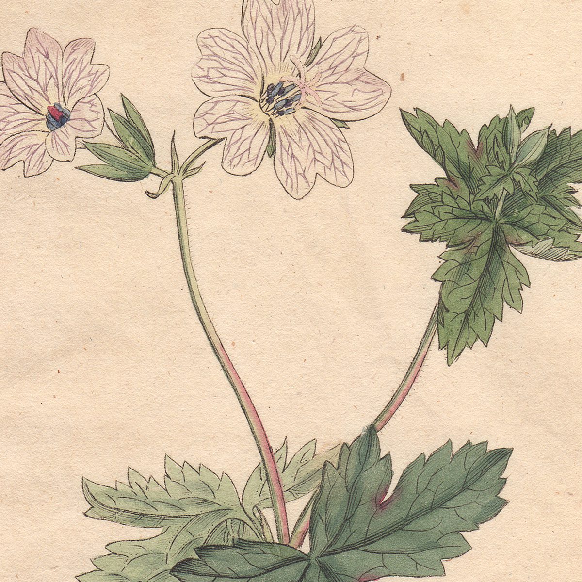 Curtis Botanical Magazine hand-colored engraving
