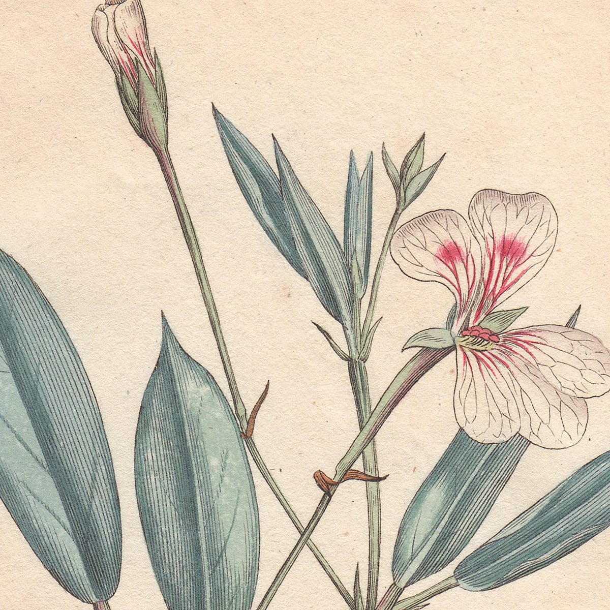 Curtis Botanical Magazine hand-colored engraving