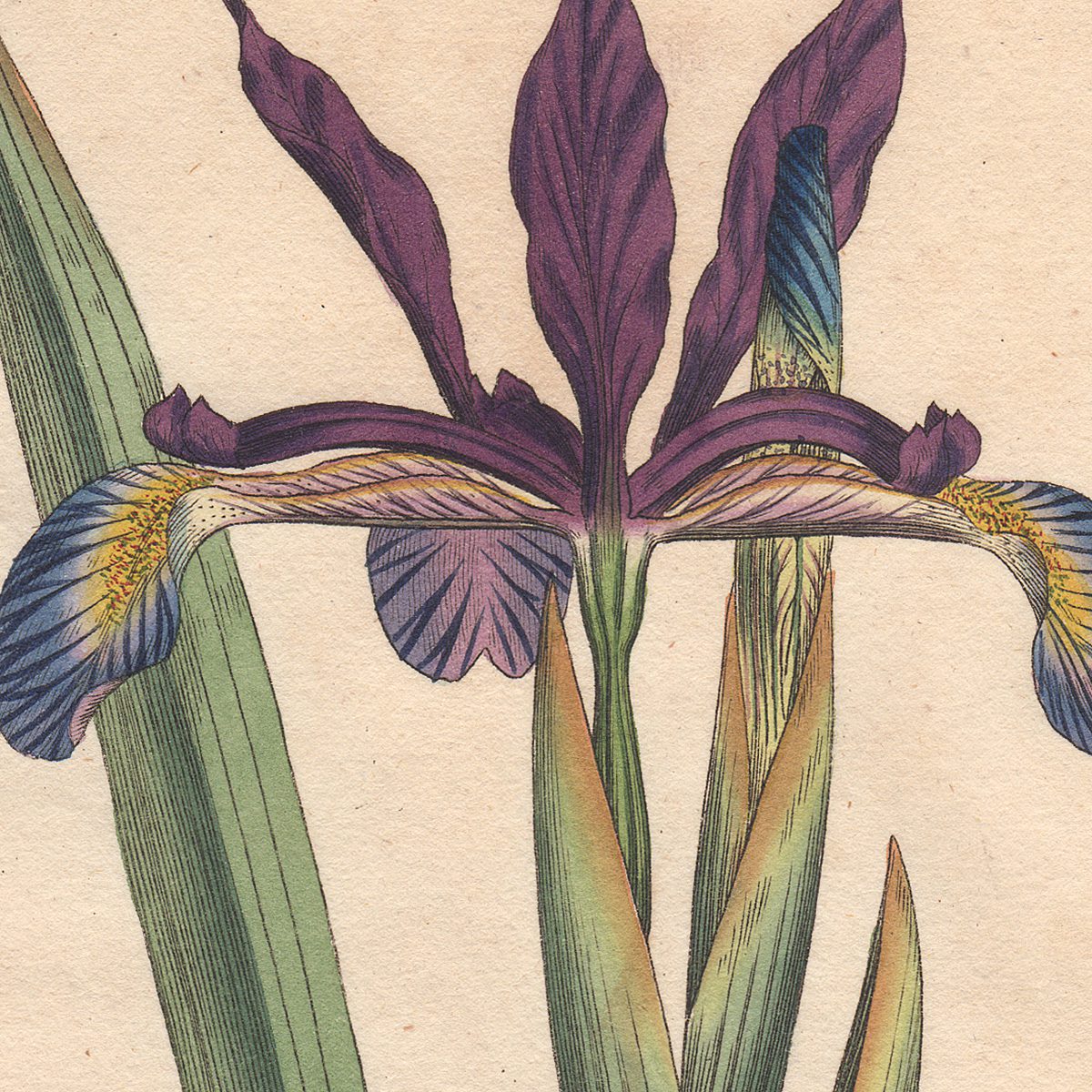 Curtis Botanical Magazine hand-colored engraving