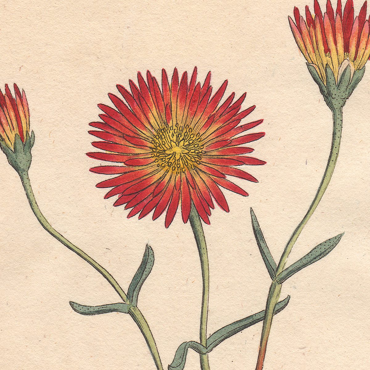 Curtis Botanical Magazine hand-colored engraving