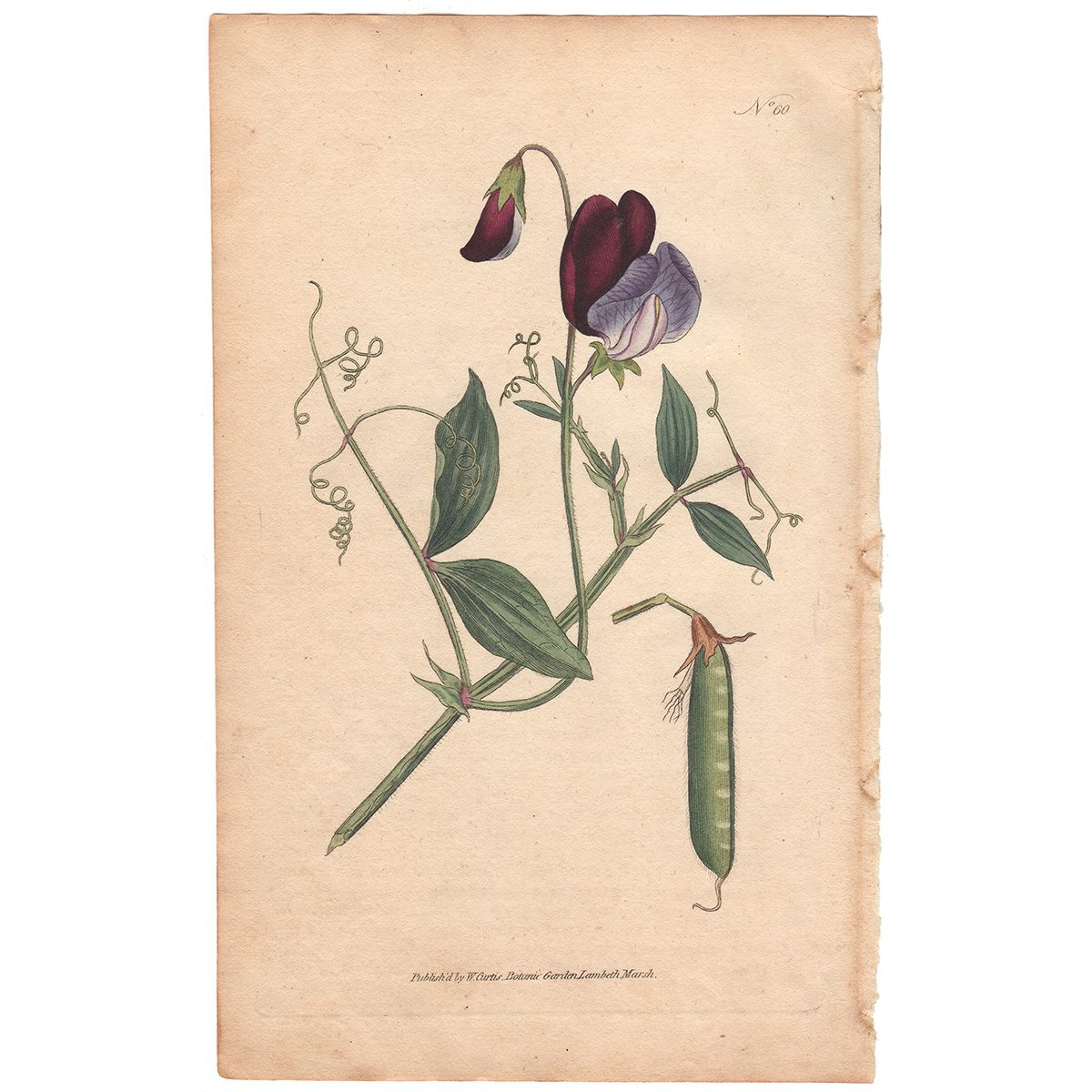 Curtis Plate 60 Sweet Pea, or Vetchling