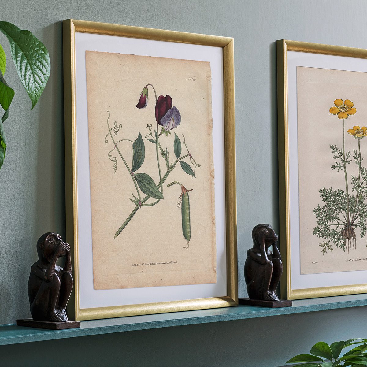 Original antique hand-colored engraving botanical print from Curtis’s Botanical Magazine; or Flower-Garden Displayed.