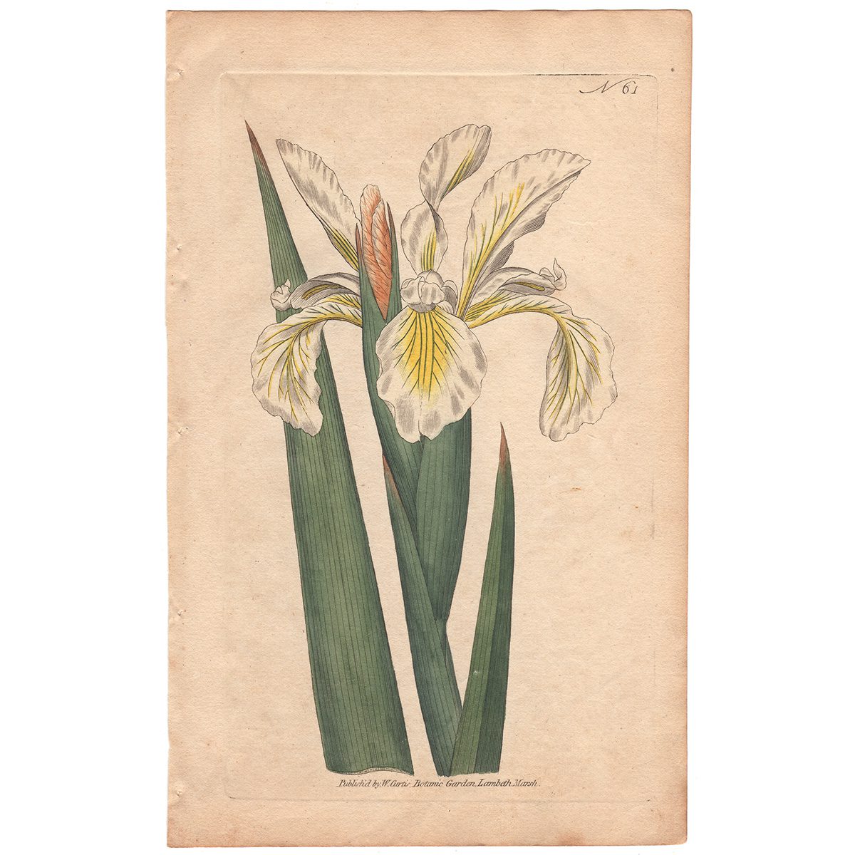 Curtis Plate 61 Tall Iris