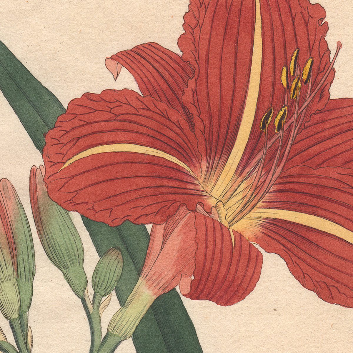Curtis Botanical Magazine hand-colored engraving